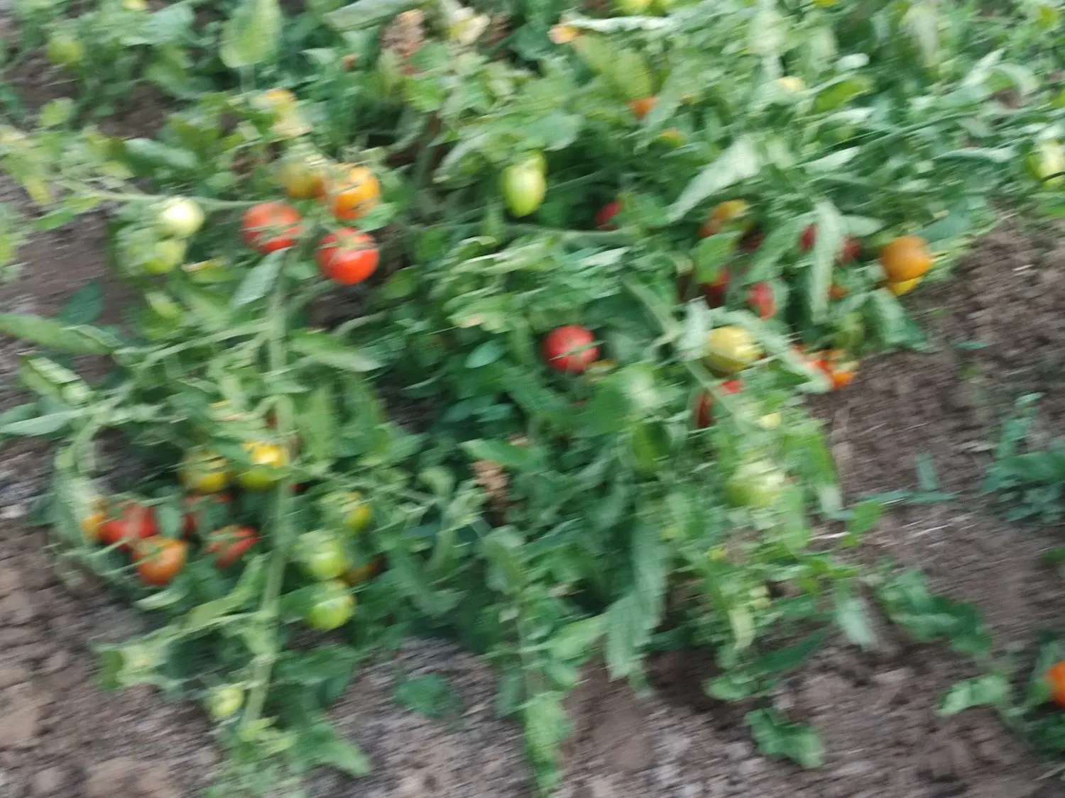 اجاره زمین کشاورزی