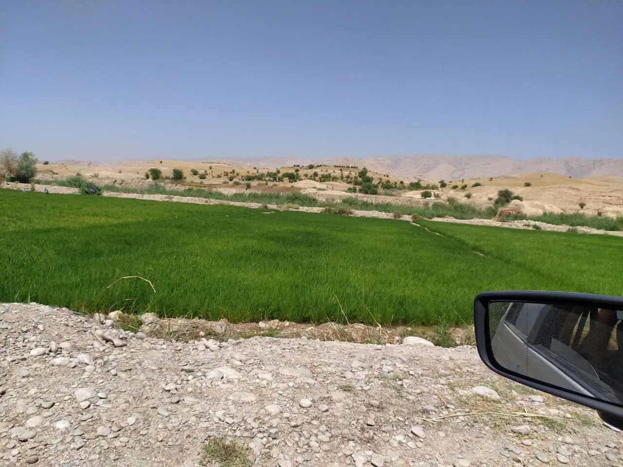 دوهزار متر زمین برنج کاری خیر آباد با برنج