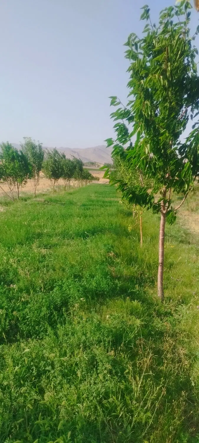 باغ
