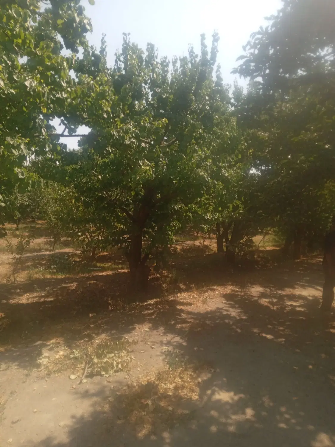 باغ خام __کردزار