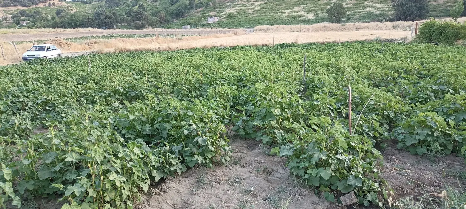 زمین زراعی کاشت بامیە خورشتی