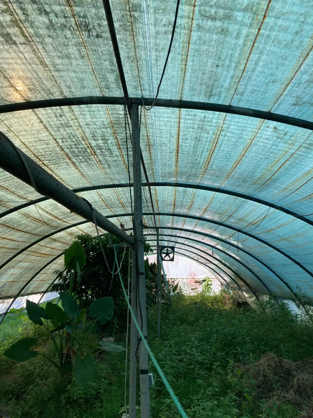 سازه گلخانه ۲۵۰ متر گالوانیزه