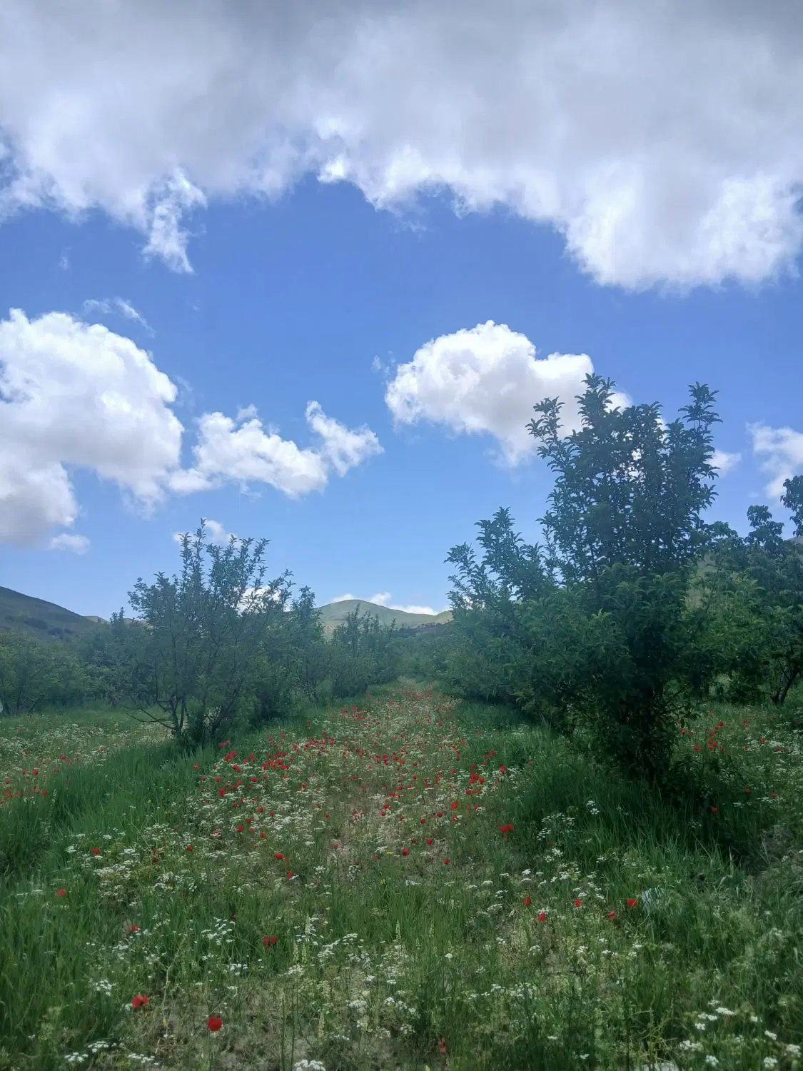 باغ سیب
