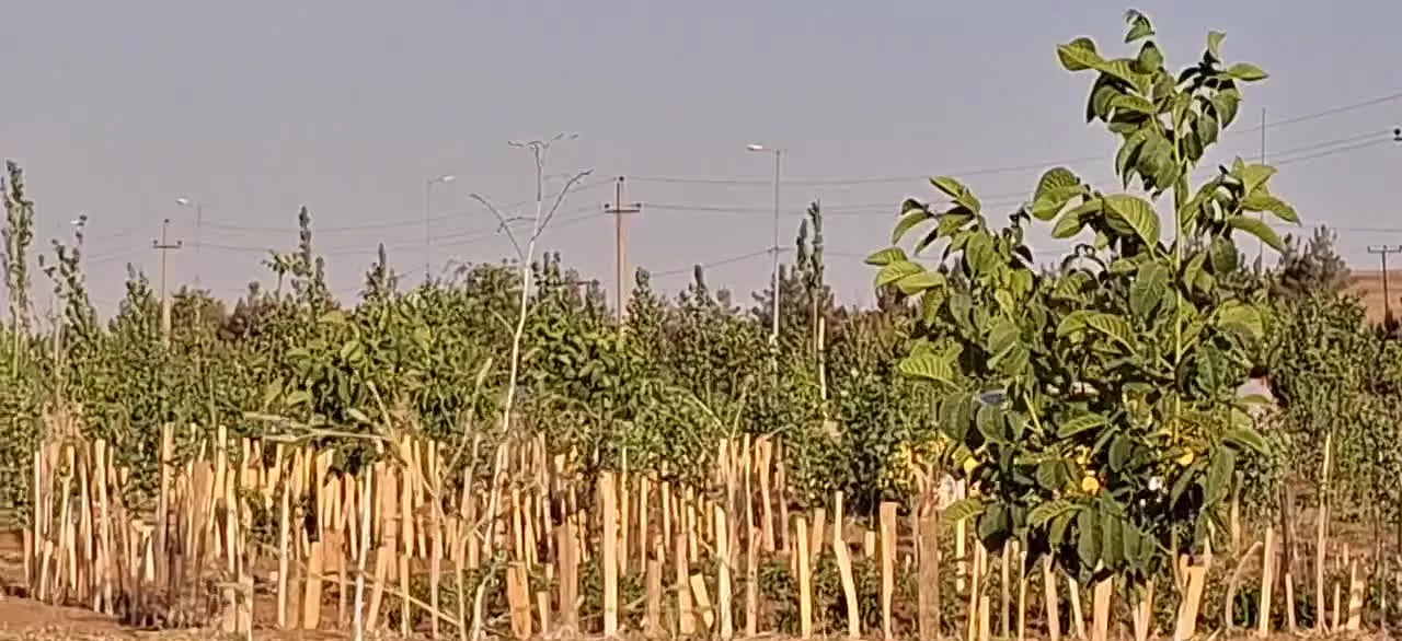 زمین کشاورزی   باغ سه ساله بر جاده  سراب نیلوفر