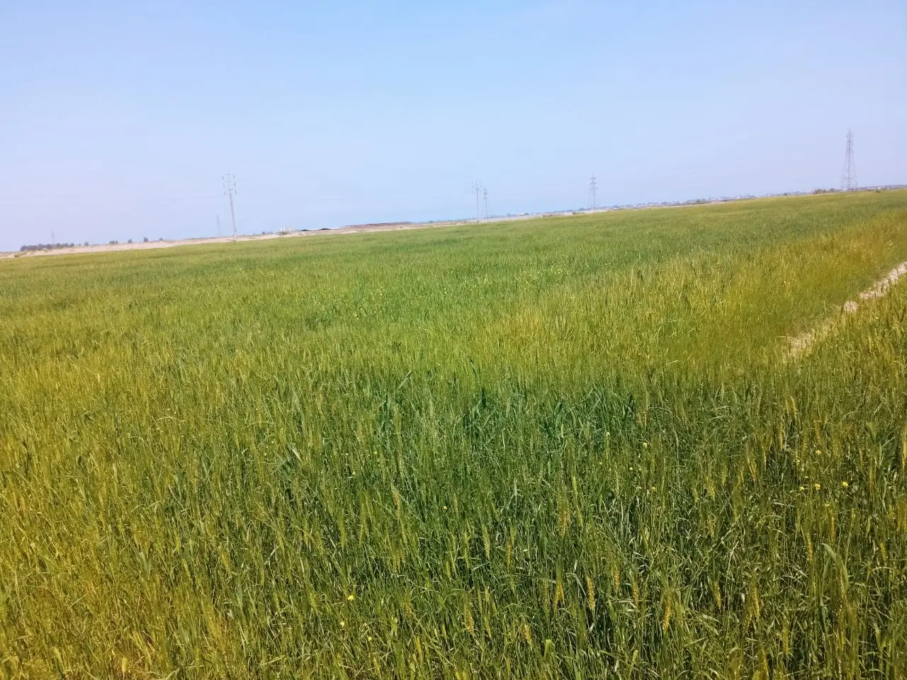فروش فوری شالیزار خوش نقش با برق و آب در جاده دریا