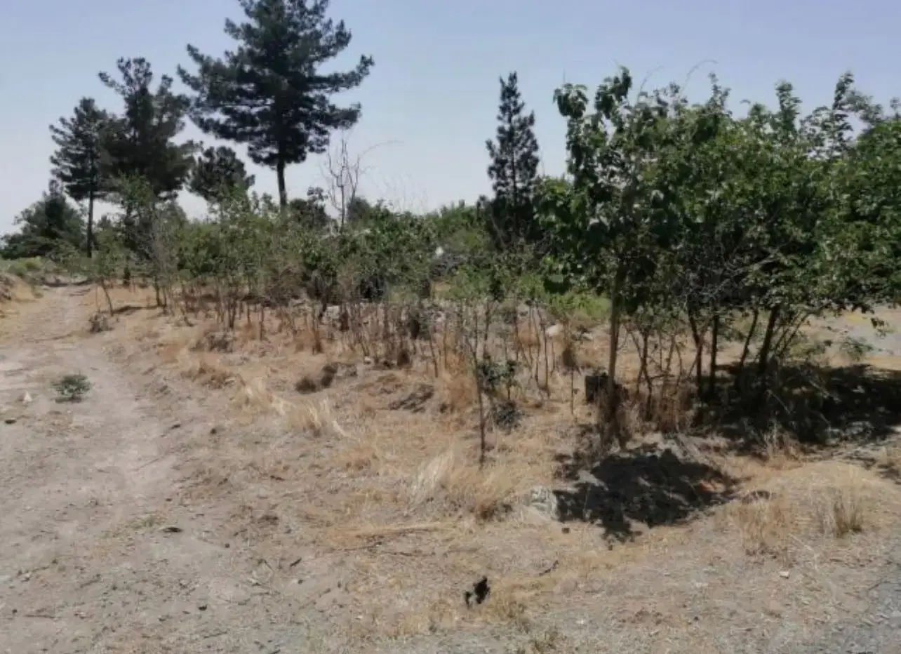 زمین