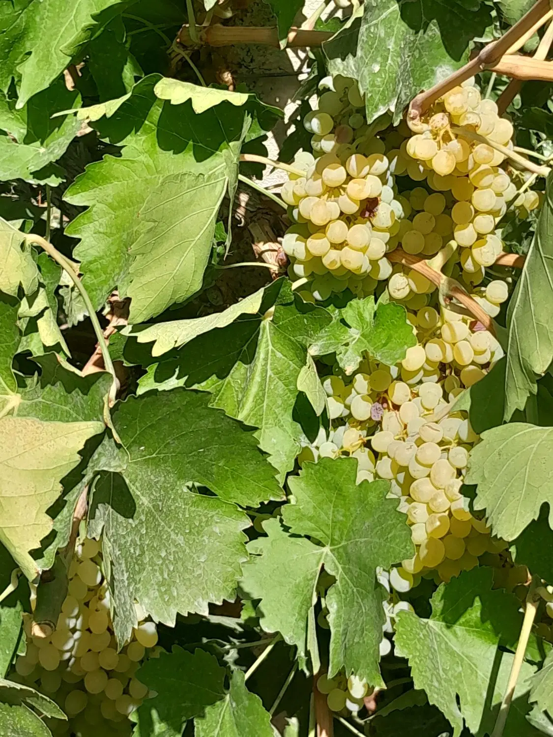 باغ انگور