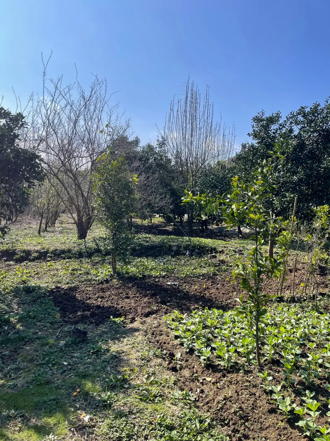 فروش زمین مسکونی