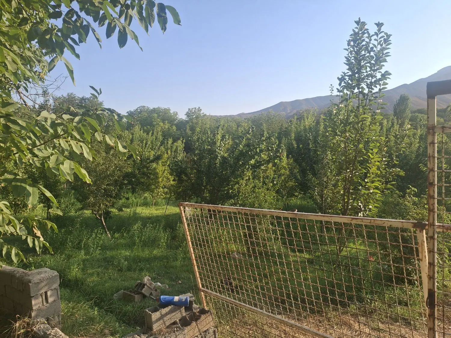 زمین باغی