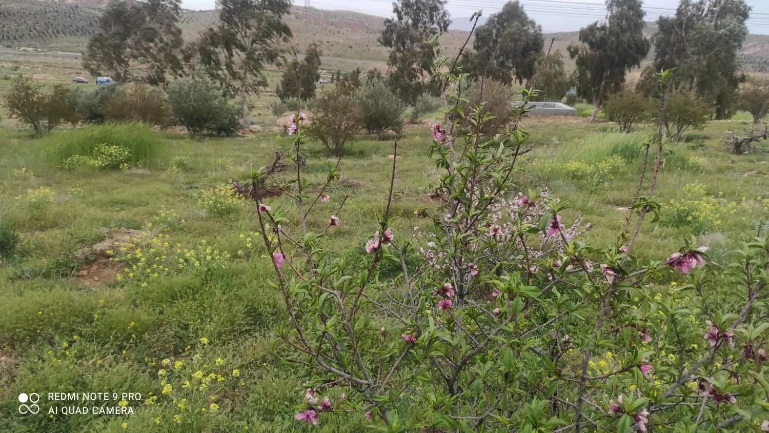باغ سید صفری