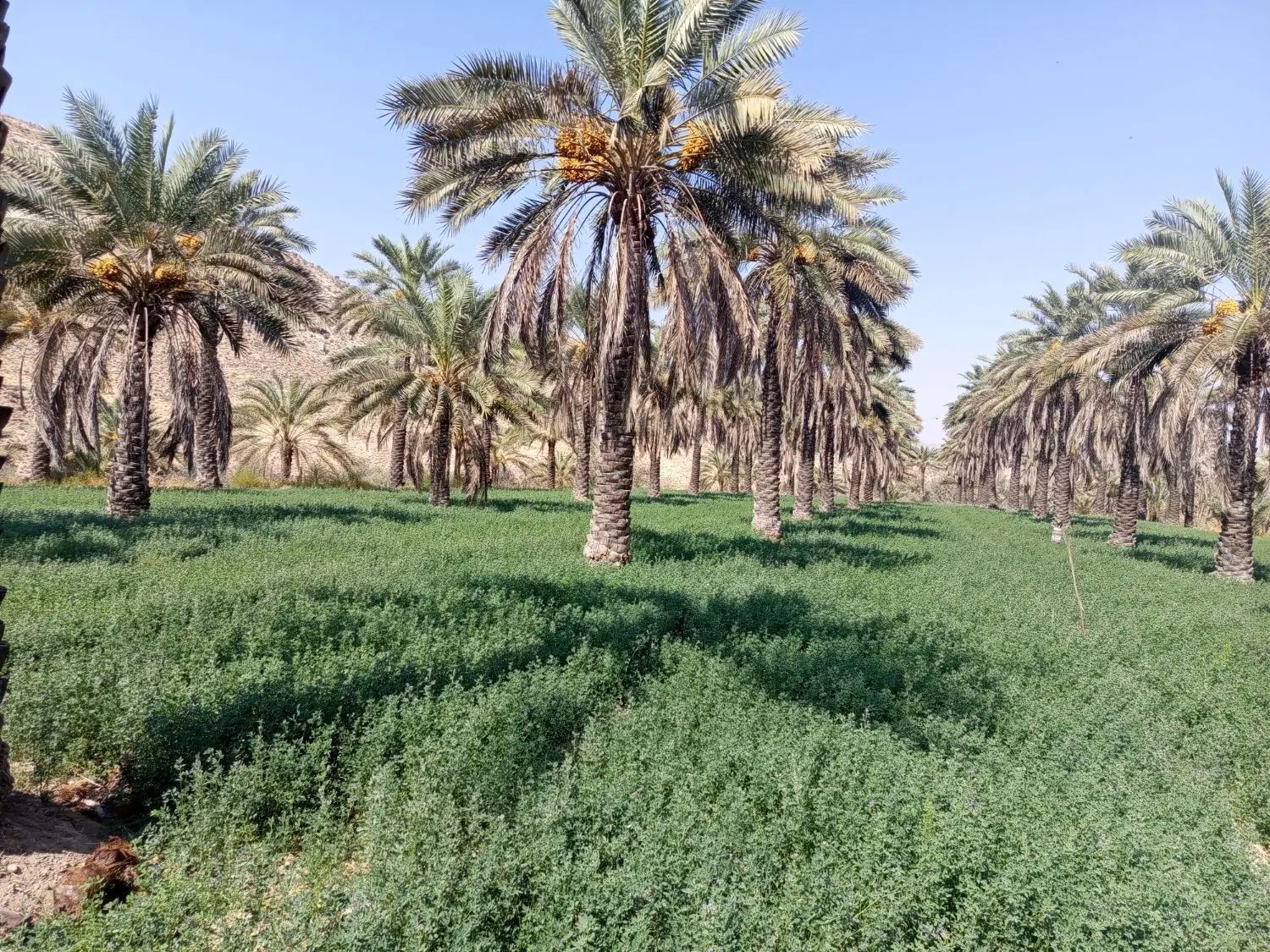 باغ نخی با یونجه