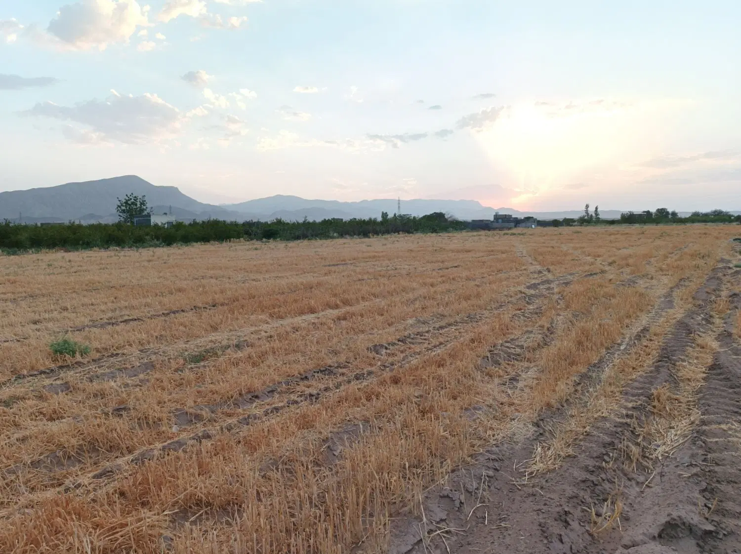 زمین کشاورزی