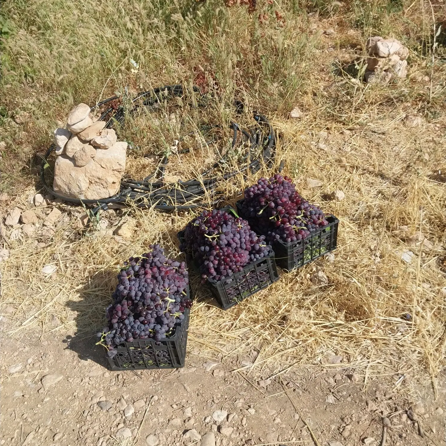 مالک اصلی.روستای کلستان