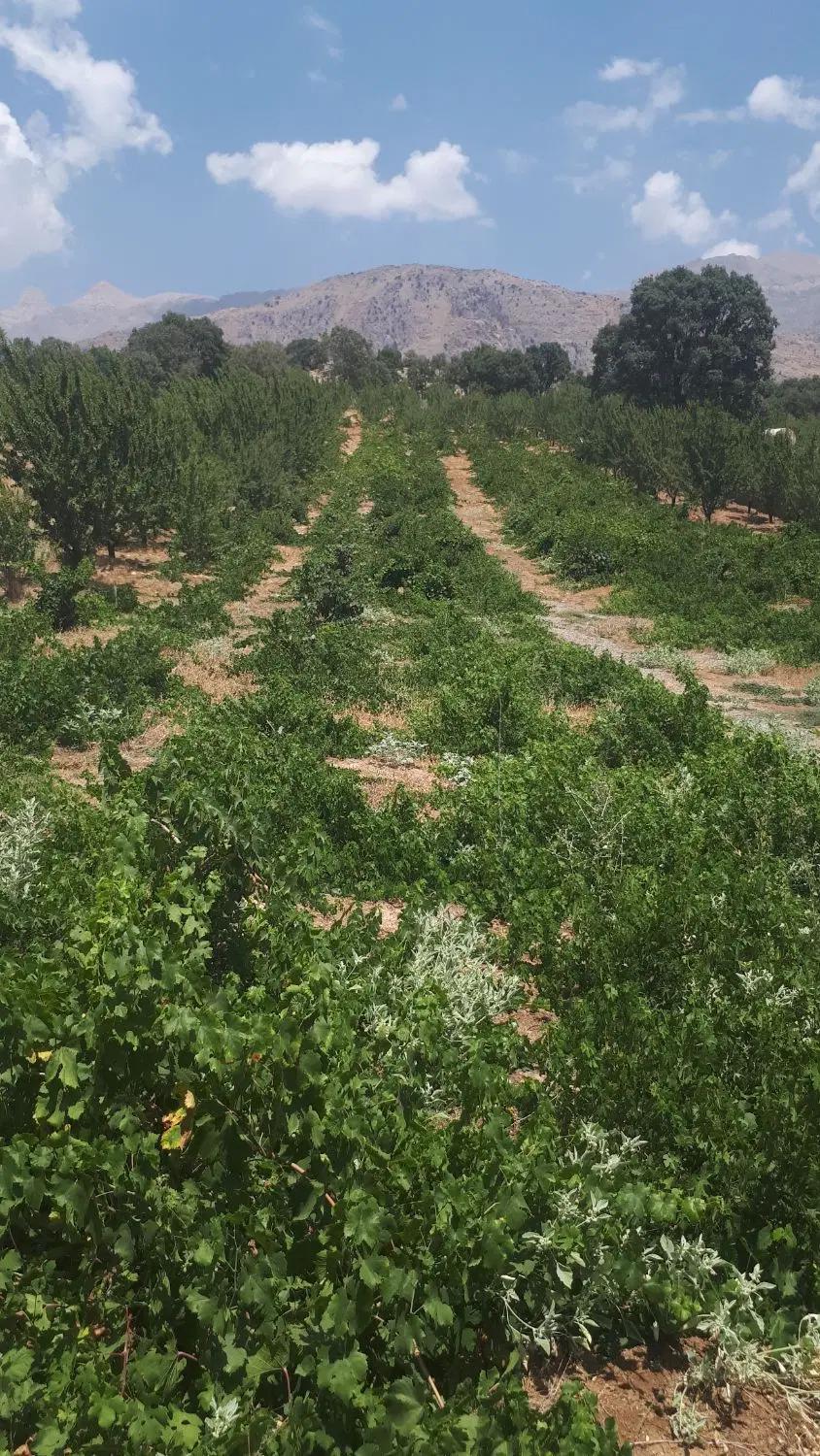 باغ سرچک سی سخت