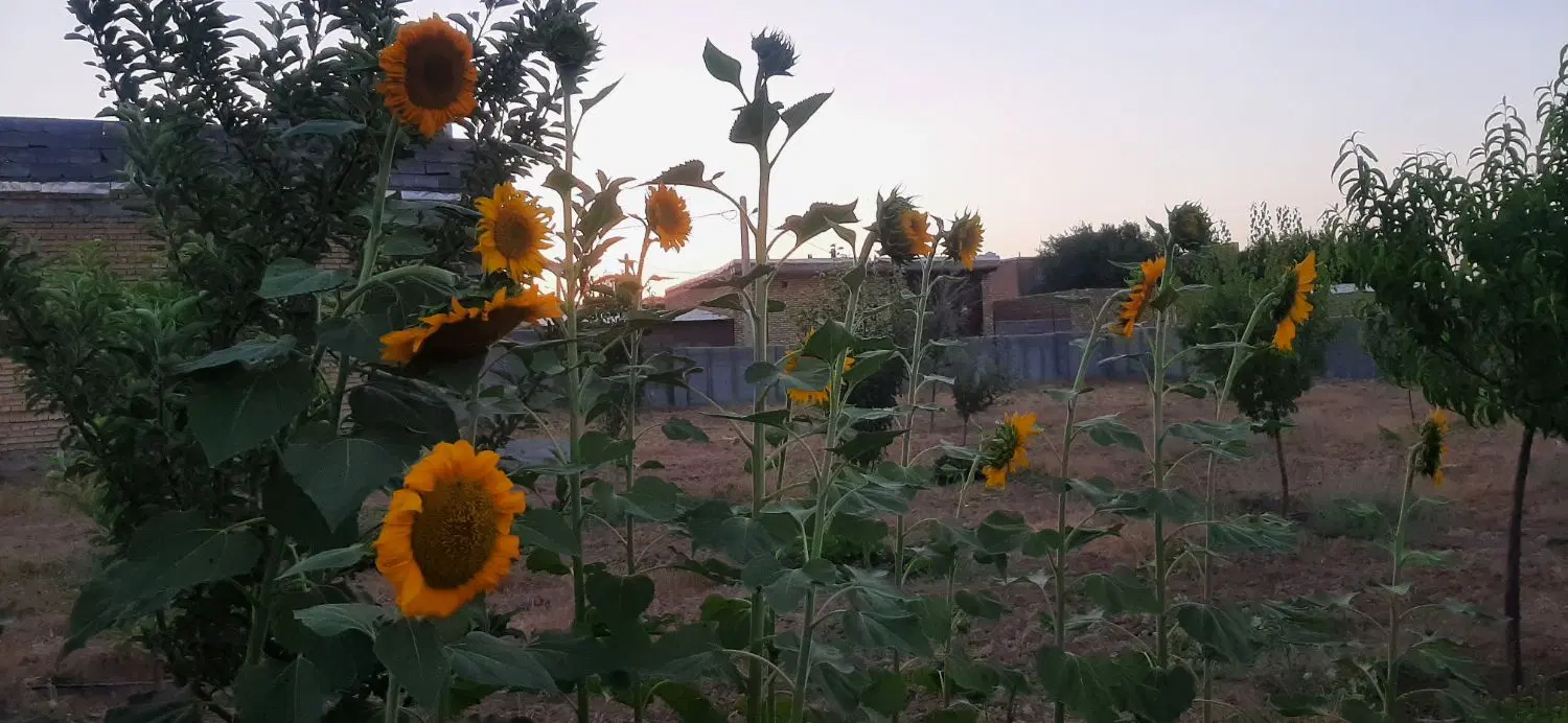 باغ موقعیت تجاری