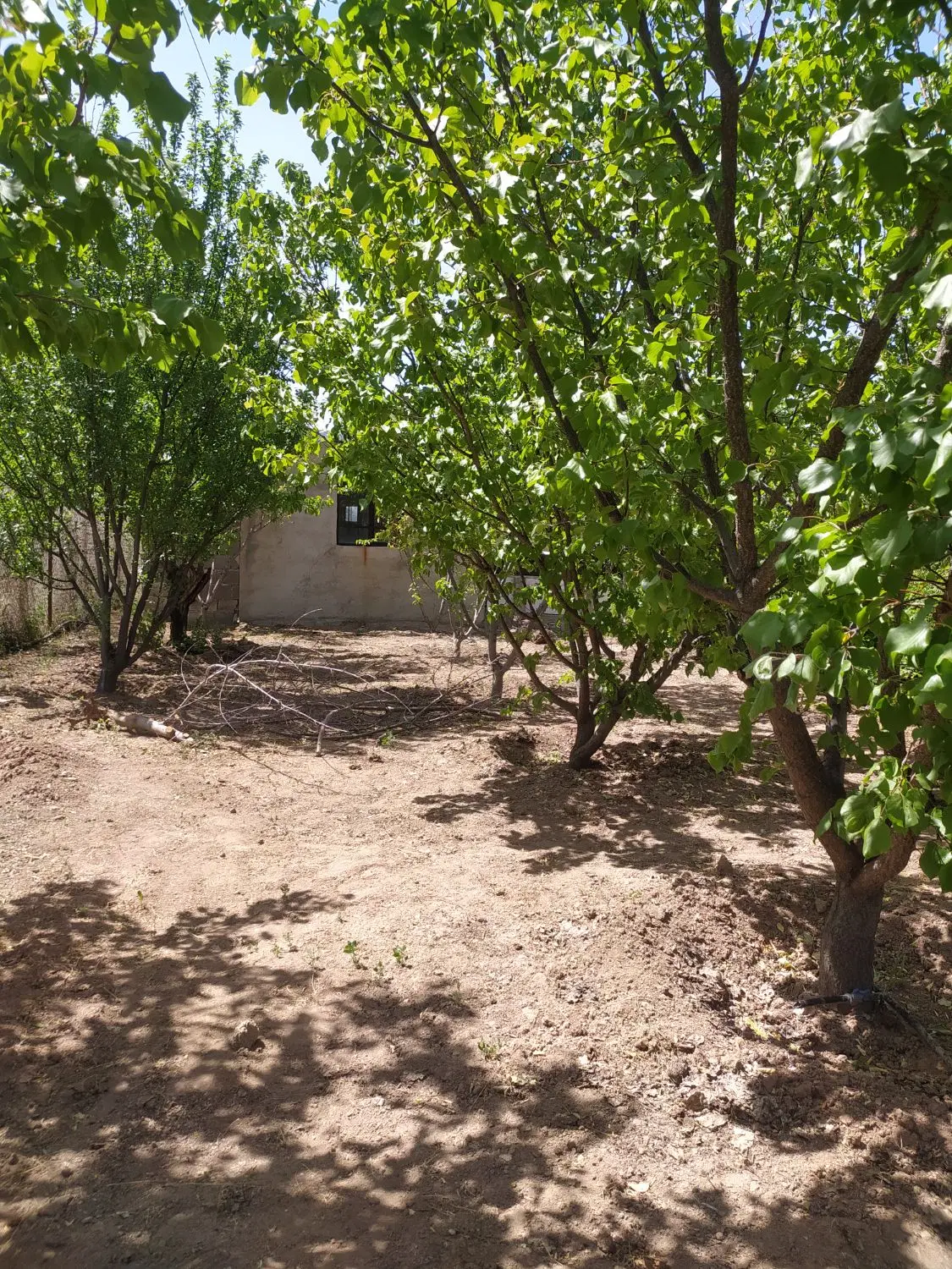 باغچه واقع در ابراهیم بیگی هشتگرد