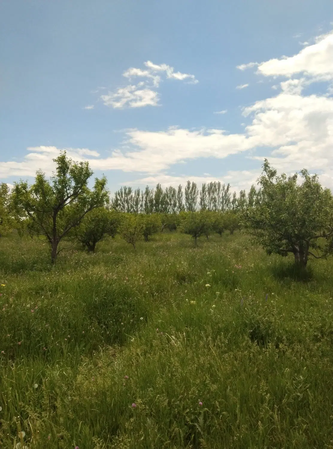 باغجه