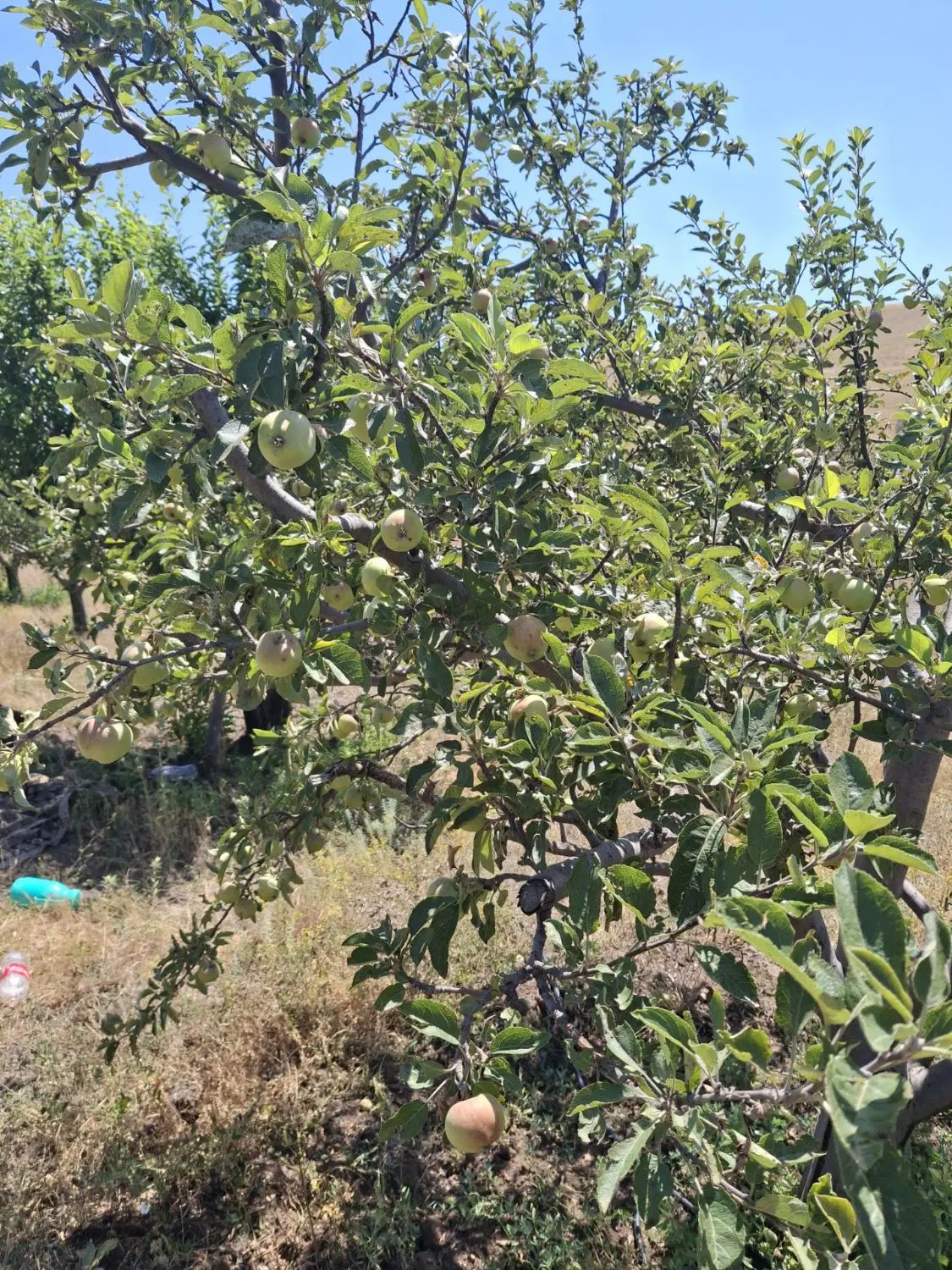 باغ در اهر یاغبستلو