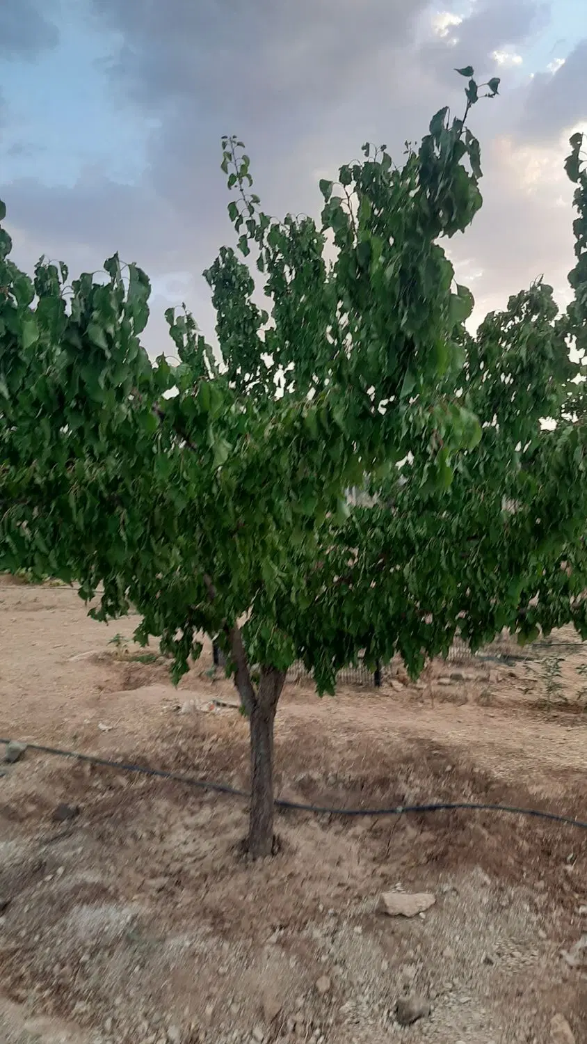 باغ ۸۰۰ متر
