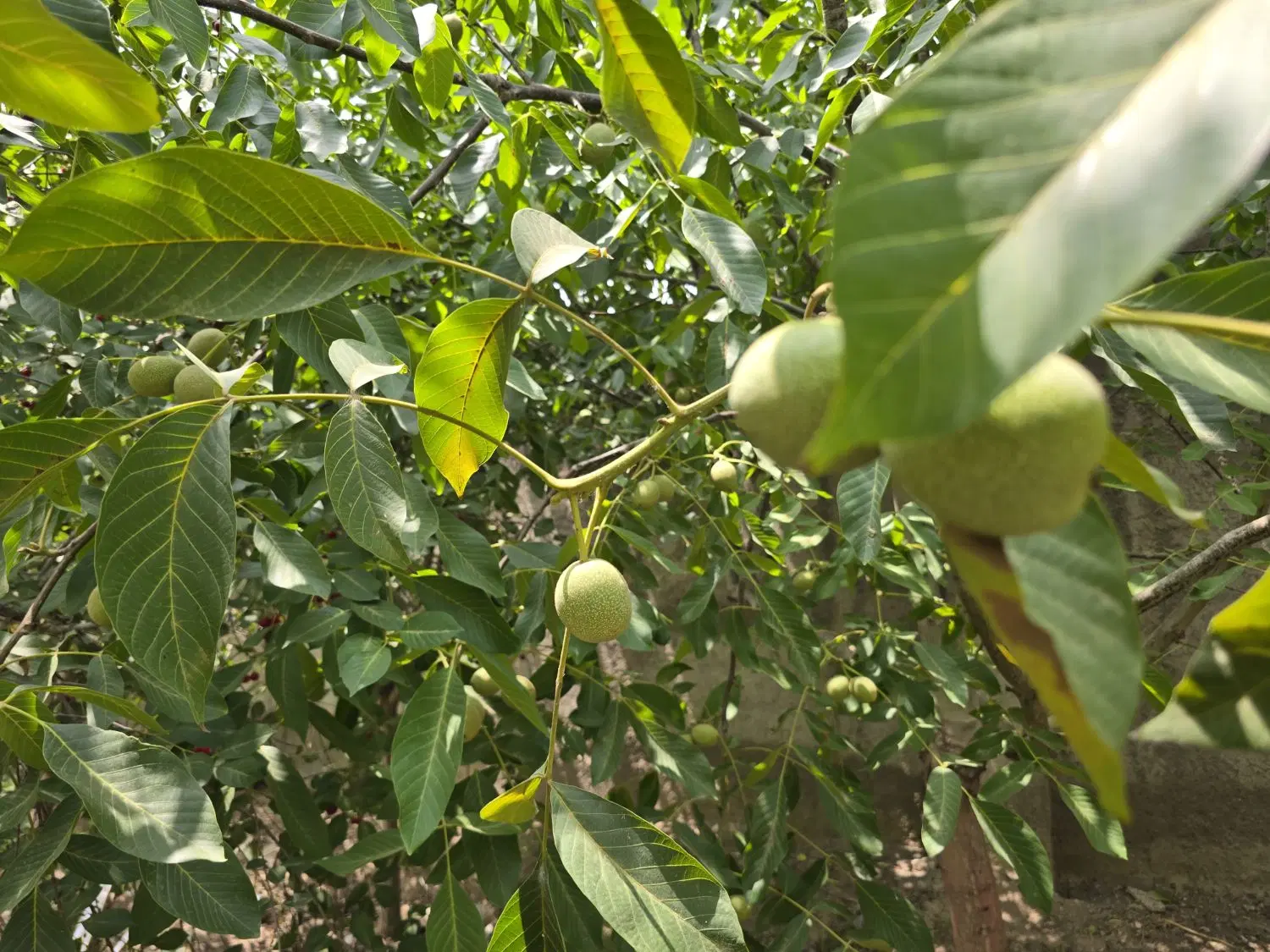 فروش باغ ۱۰۰۰ متری