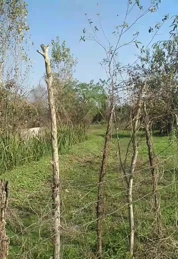 زمین ۲۴۶متر خارج بافت