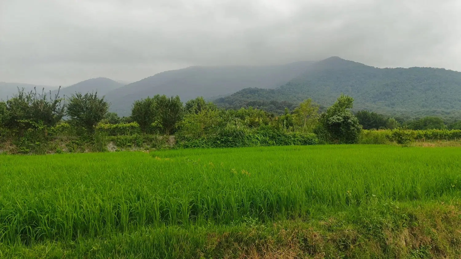 زمین مسکونی - 214 متری- روستای گردشگری وطنا