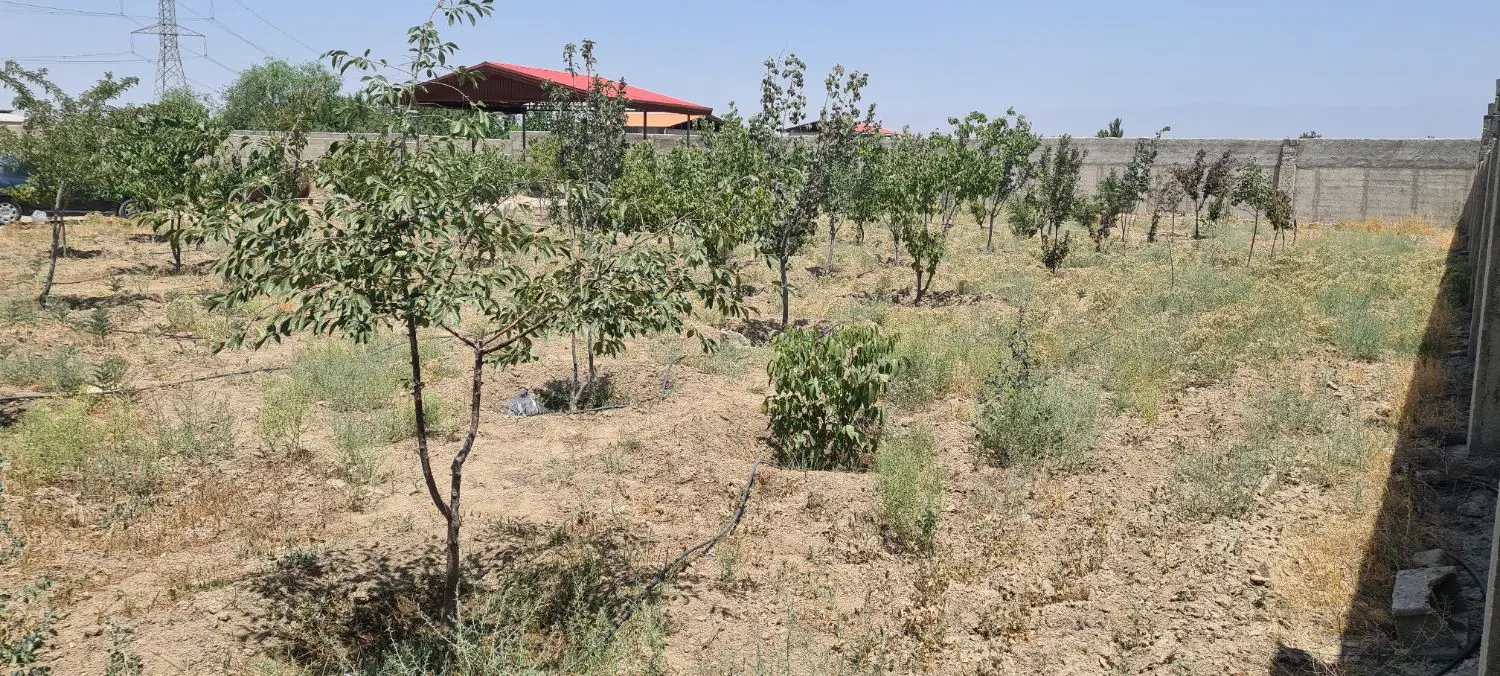باغچه مشجر چهار دیواری