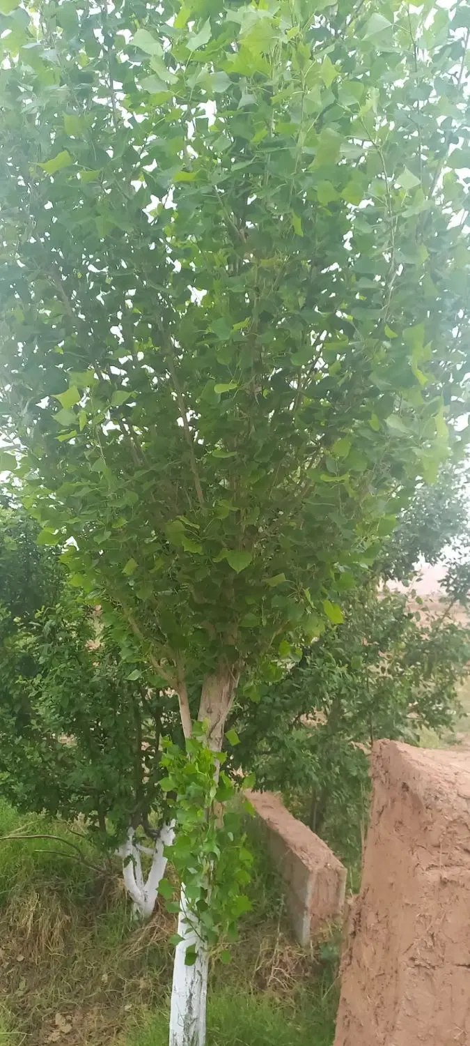 باغ ۷۰۰متری ماهدشت