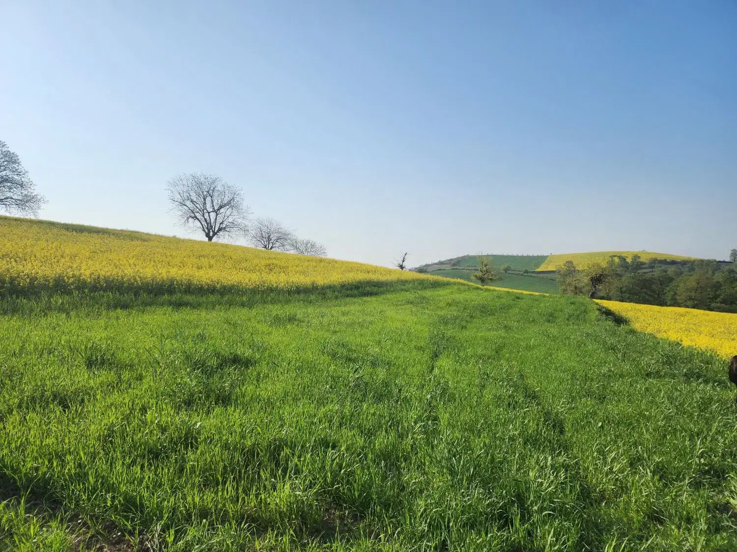 زمین باغی کنار جنگل روستای نوچمن