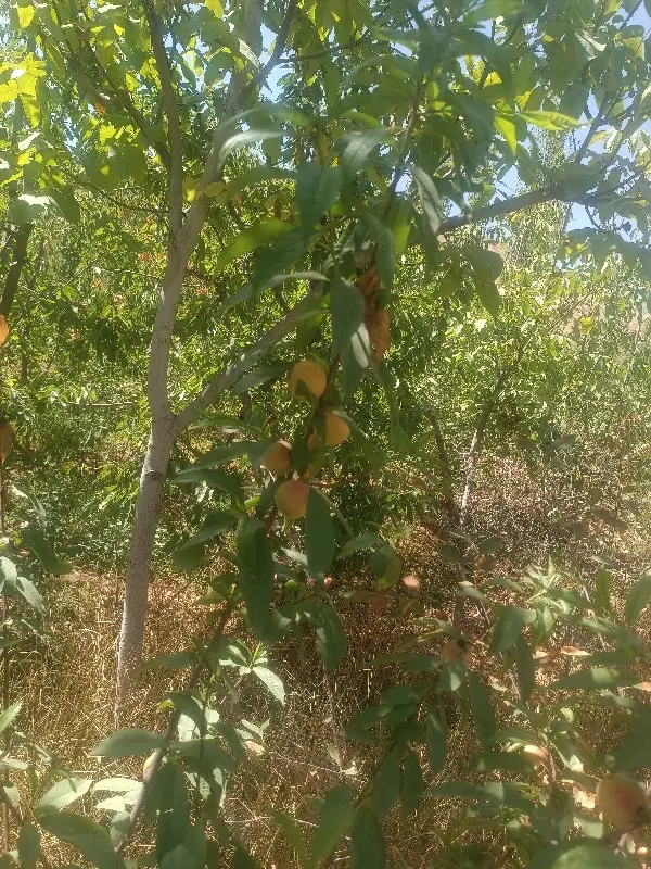باغ