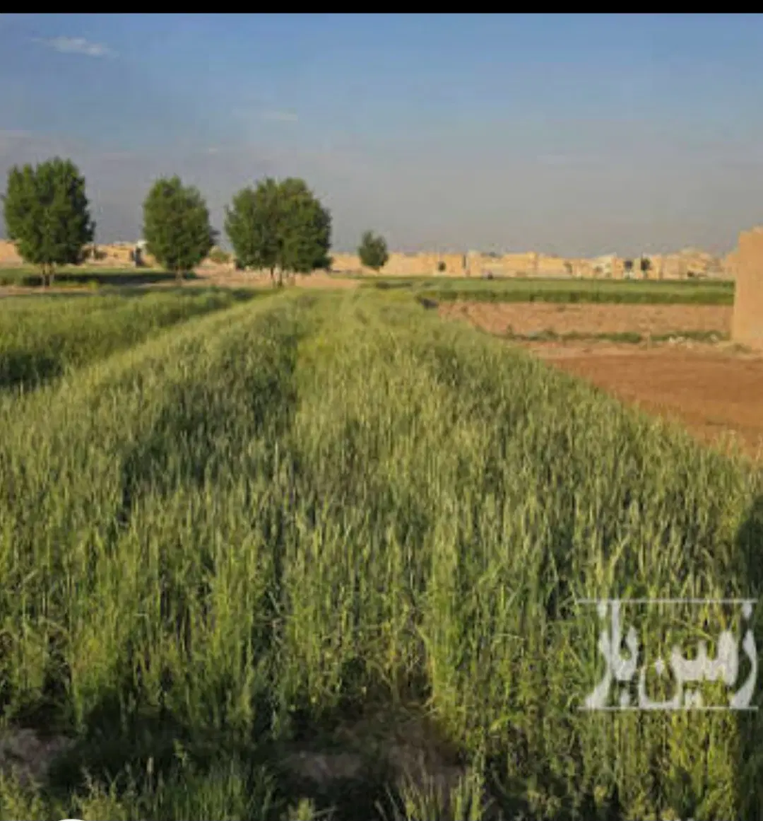 زمین مسکونی در محله سنگان