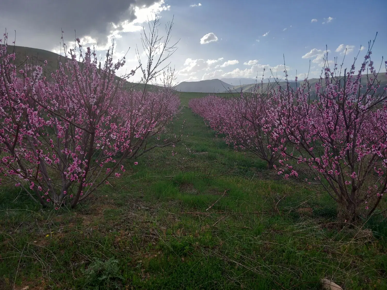 زمین شیخ سادات