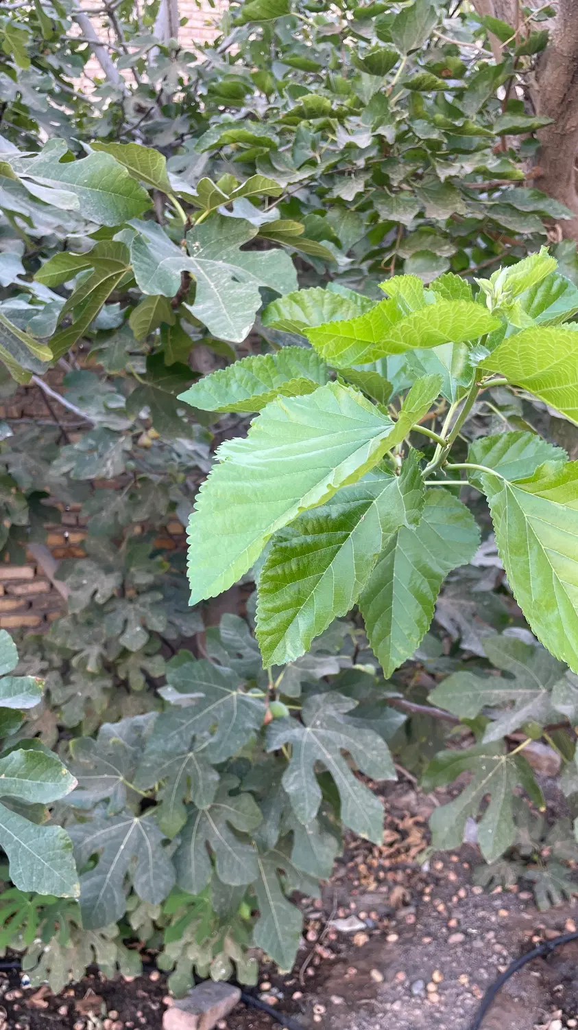خانه باغ خاص در مهریز