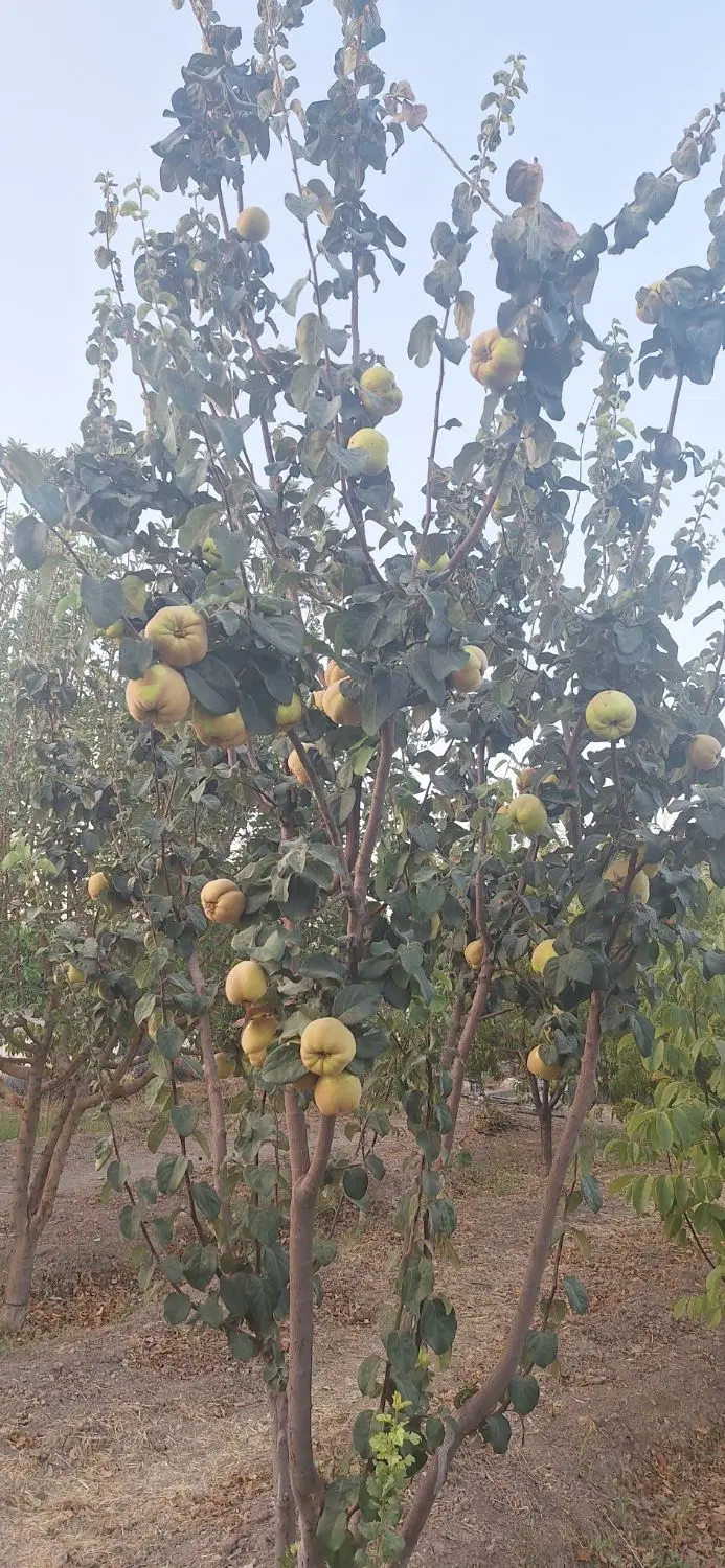 ۶عدد قواره باغ شهری هزار متری داخل مجموعه