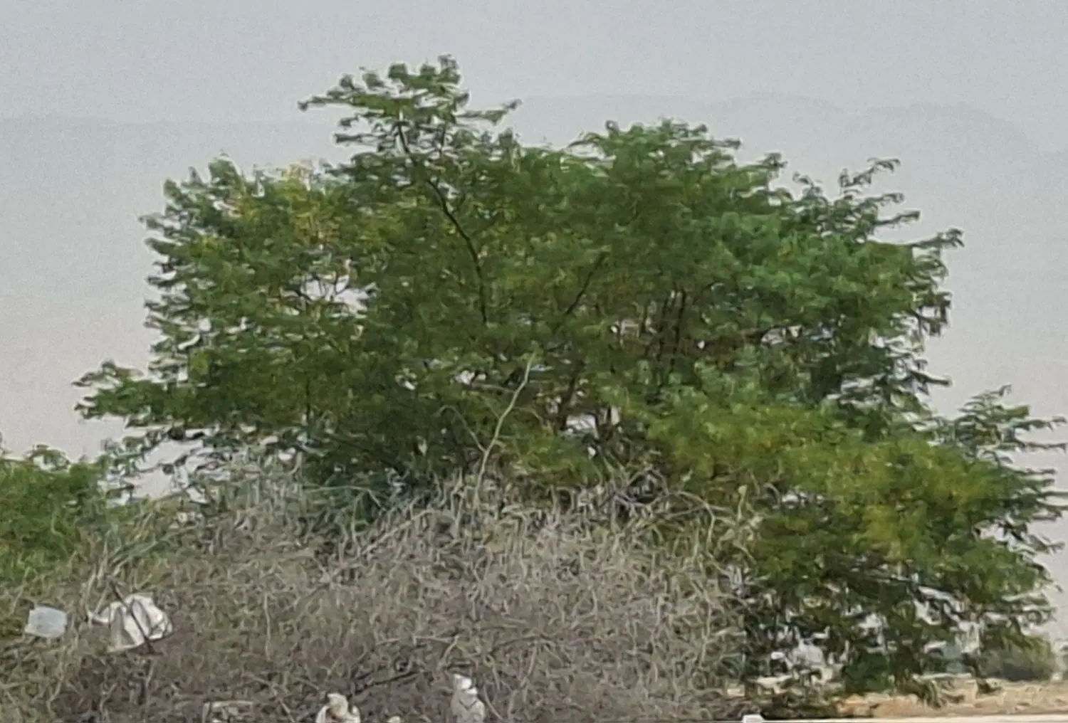 فروش زمین طلایی تجاری