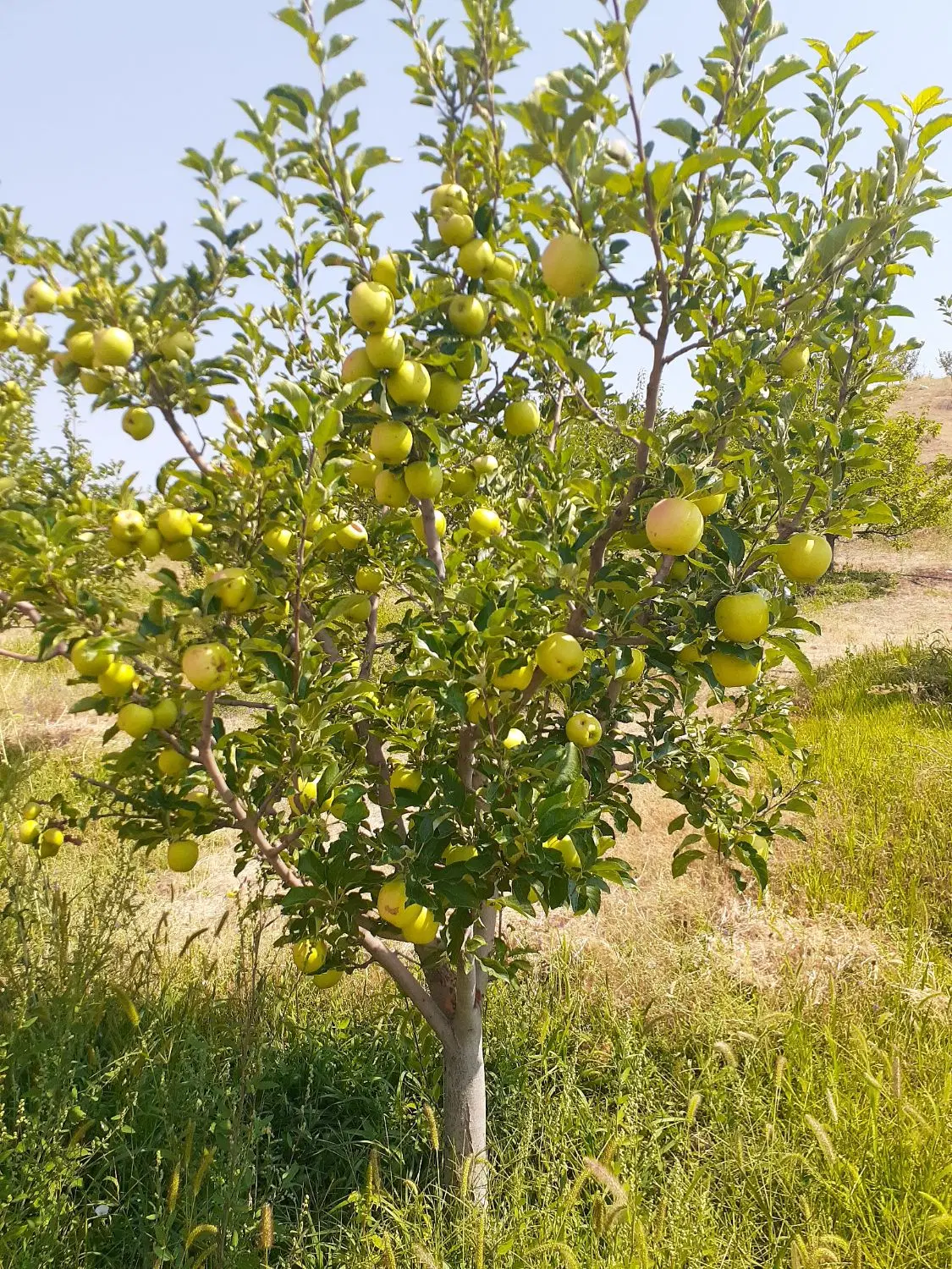 فروش باغ قطره ای اهر