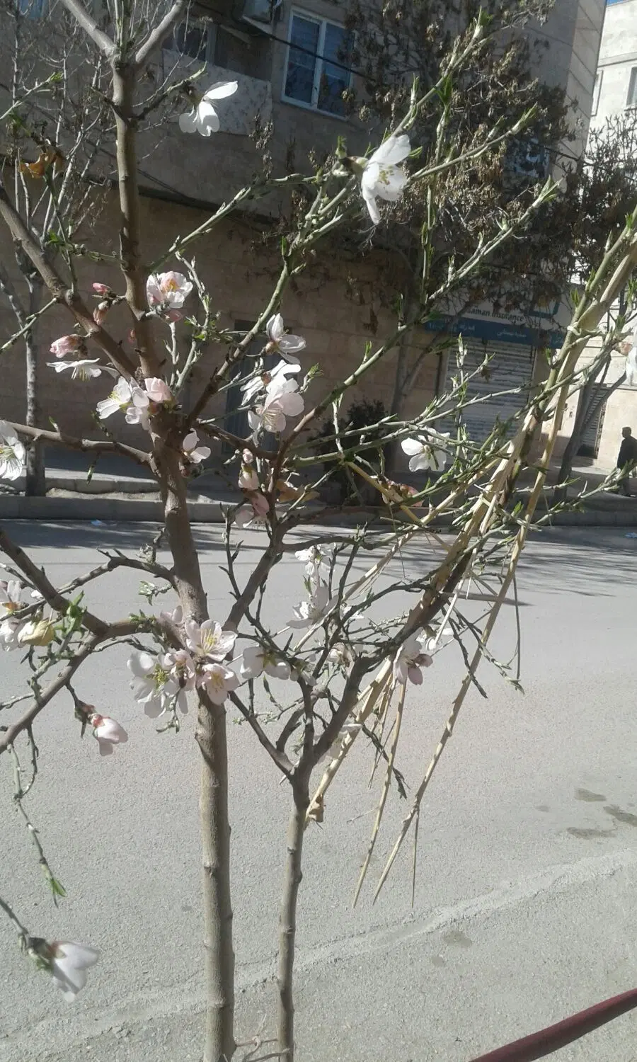 مغازه 20 متری حاشیه رسالتی شهرک شاهد