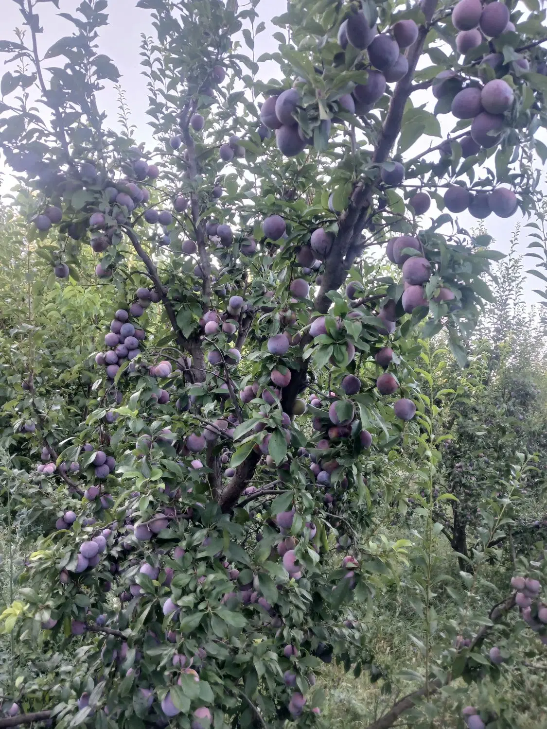باغ روستای کلشان