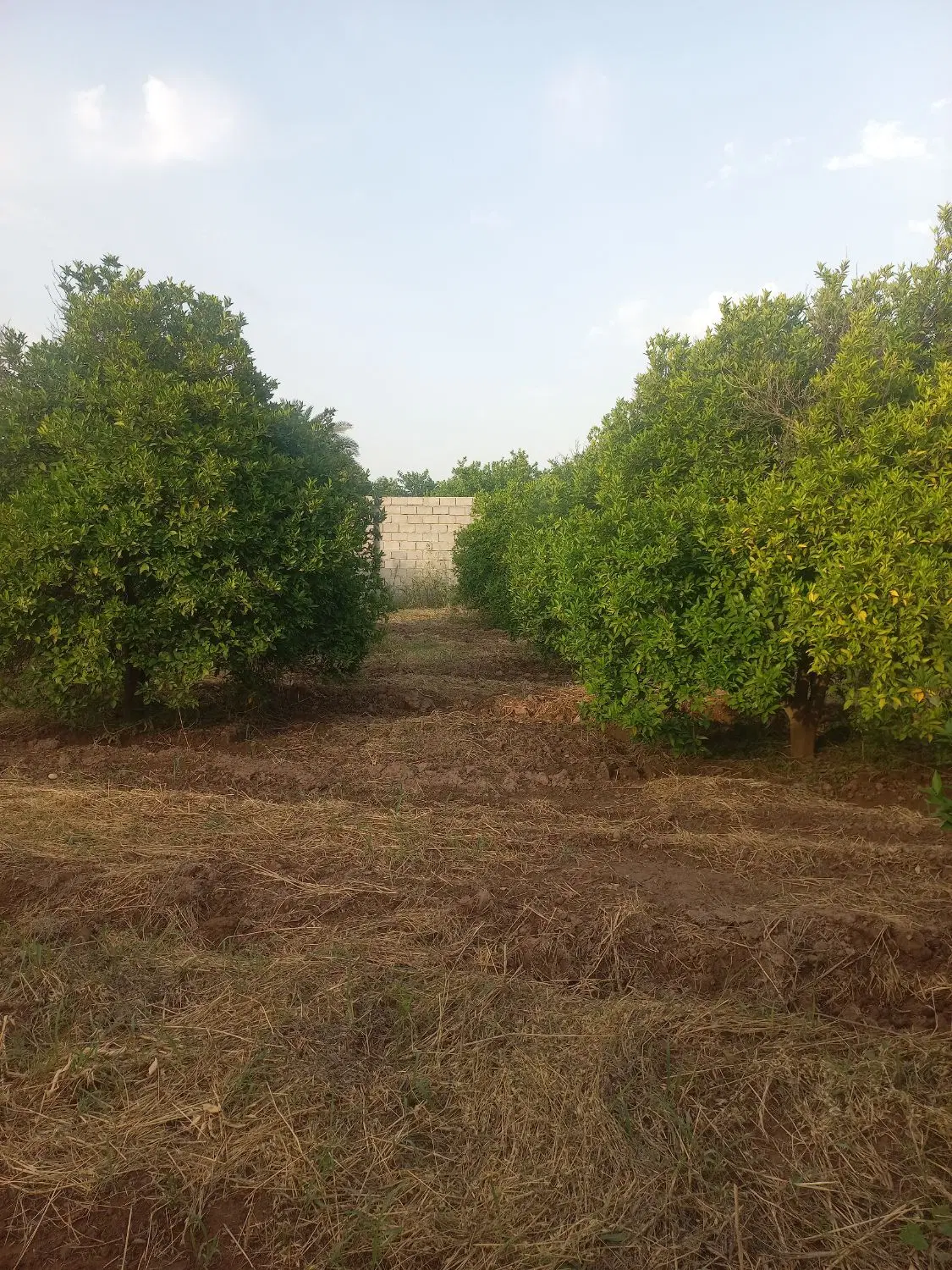 باغچه برقدار شهرک بنجعفر