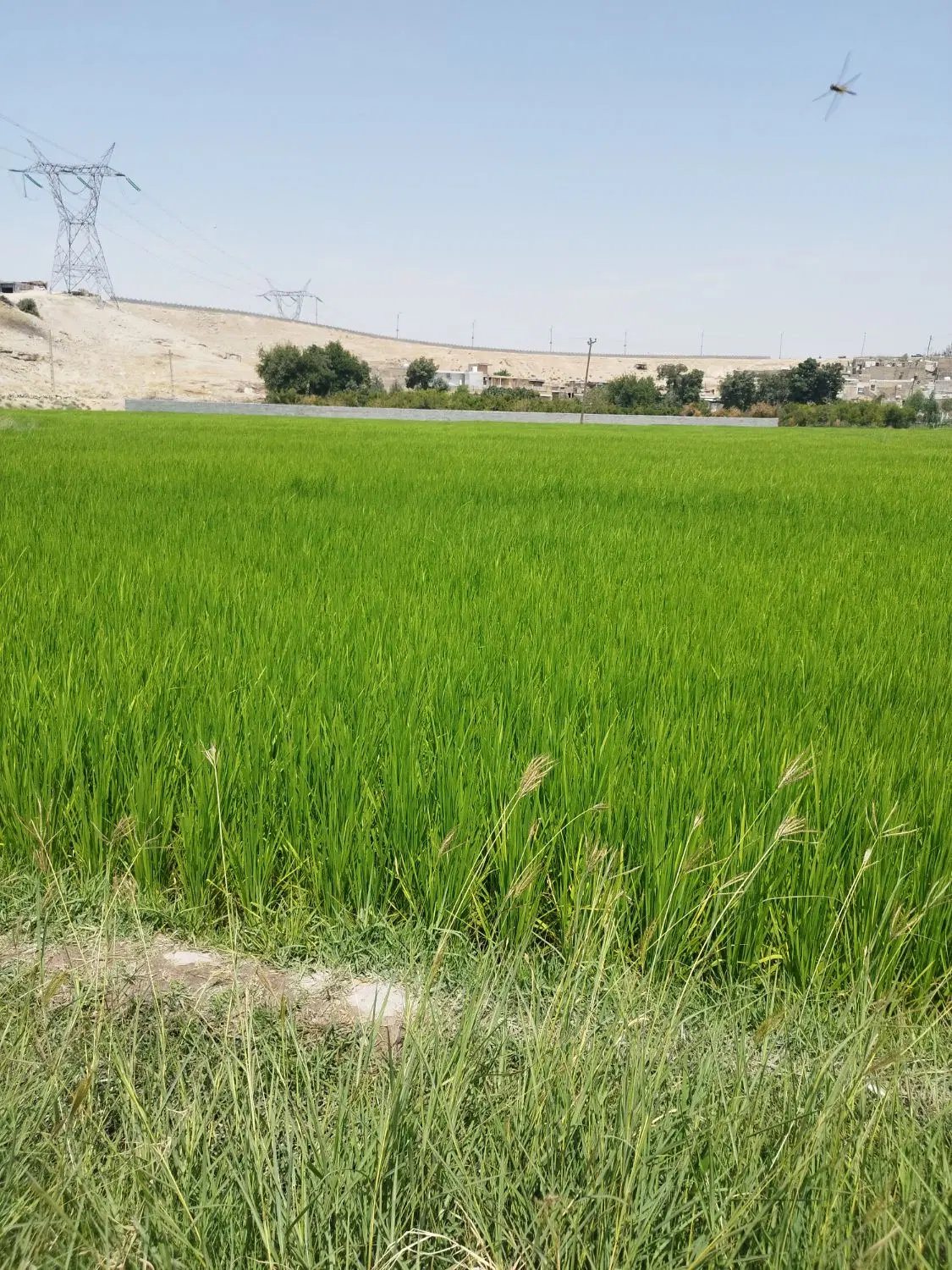 فروش زمین کشاورزی با متراژ 3000 متر مربع