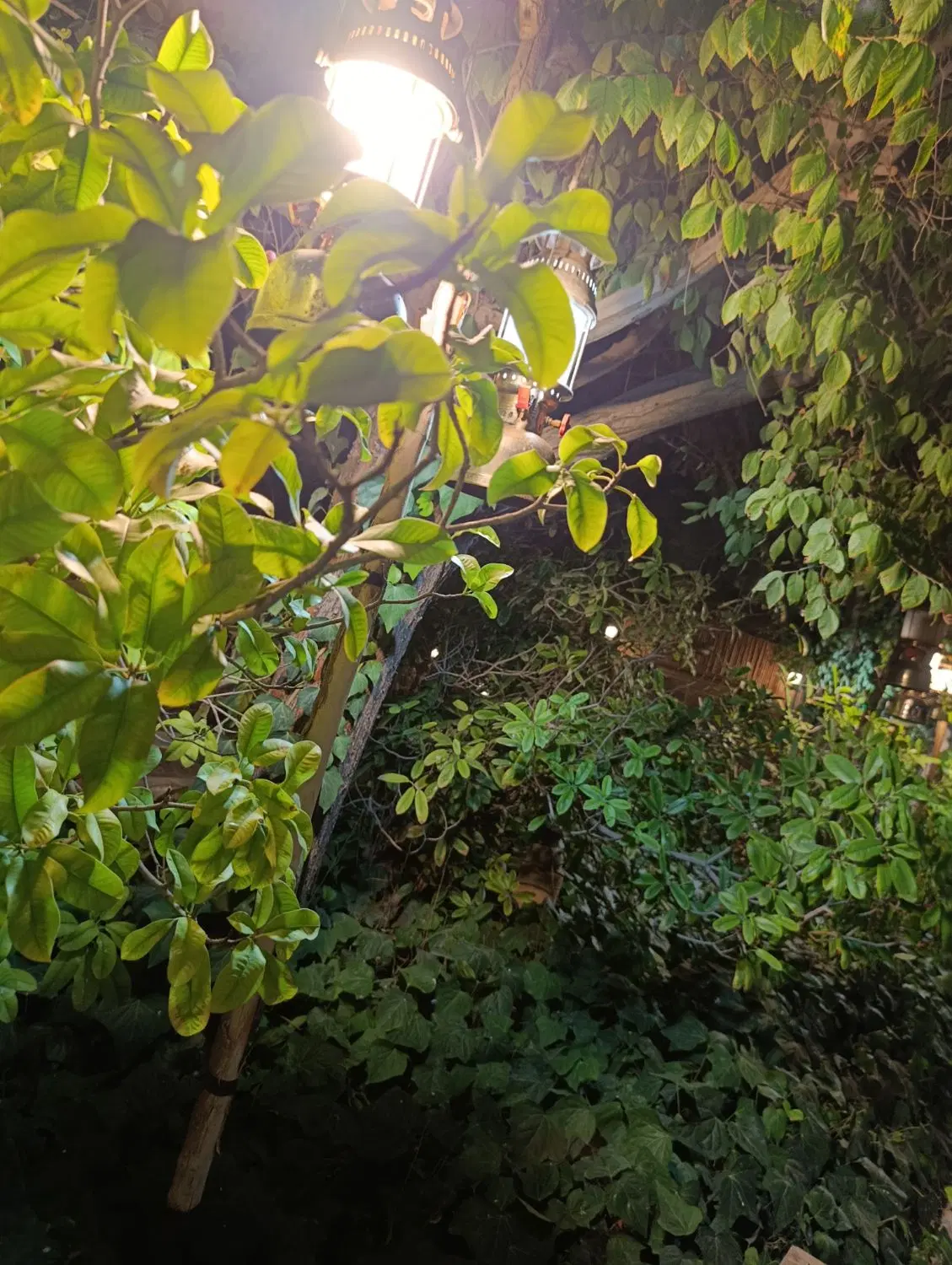 زمین جوپار ۴۹۵ متری آماده ساخت