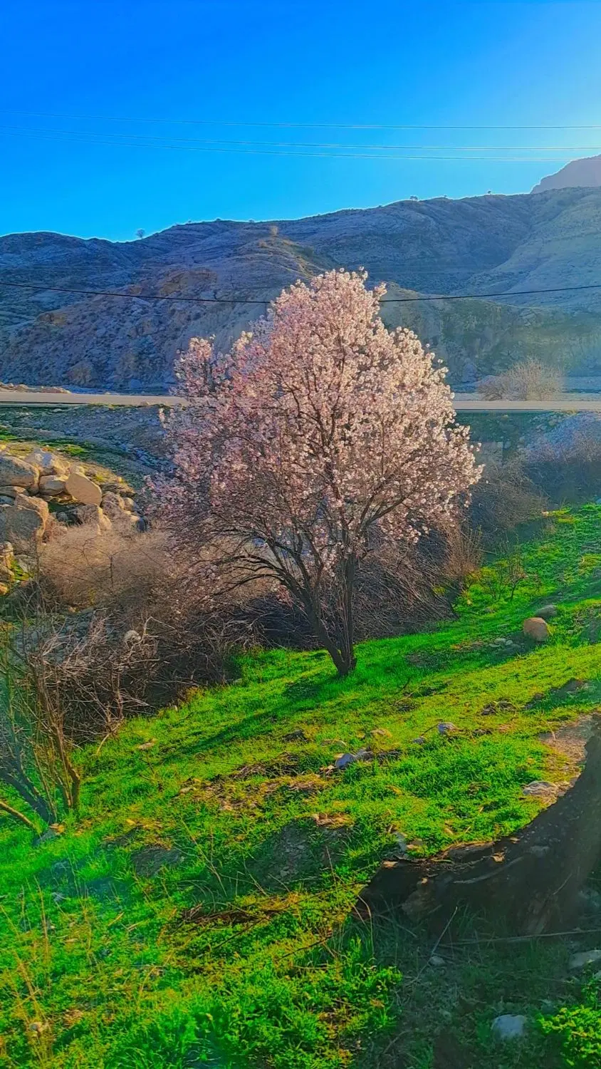 زمین مشاع زراعی