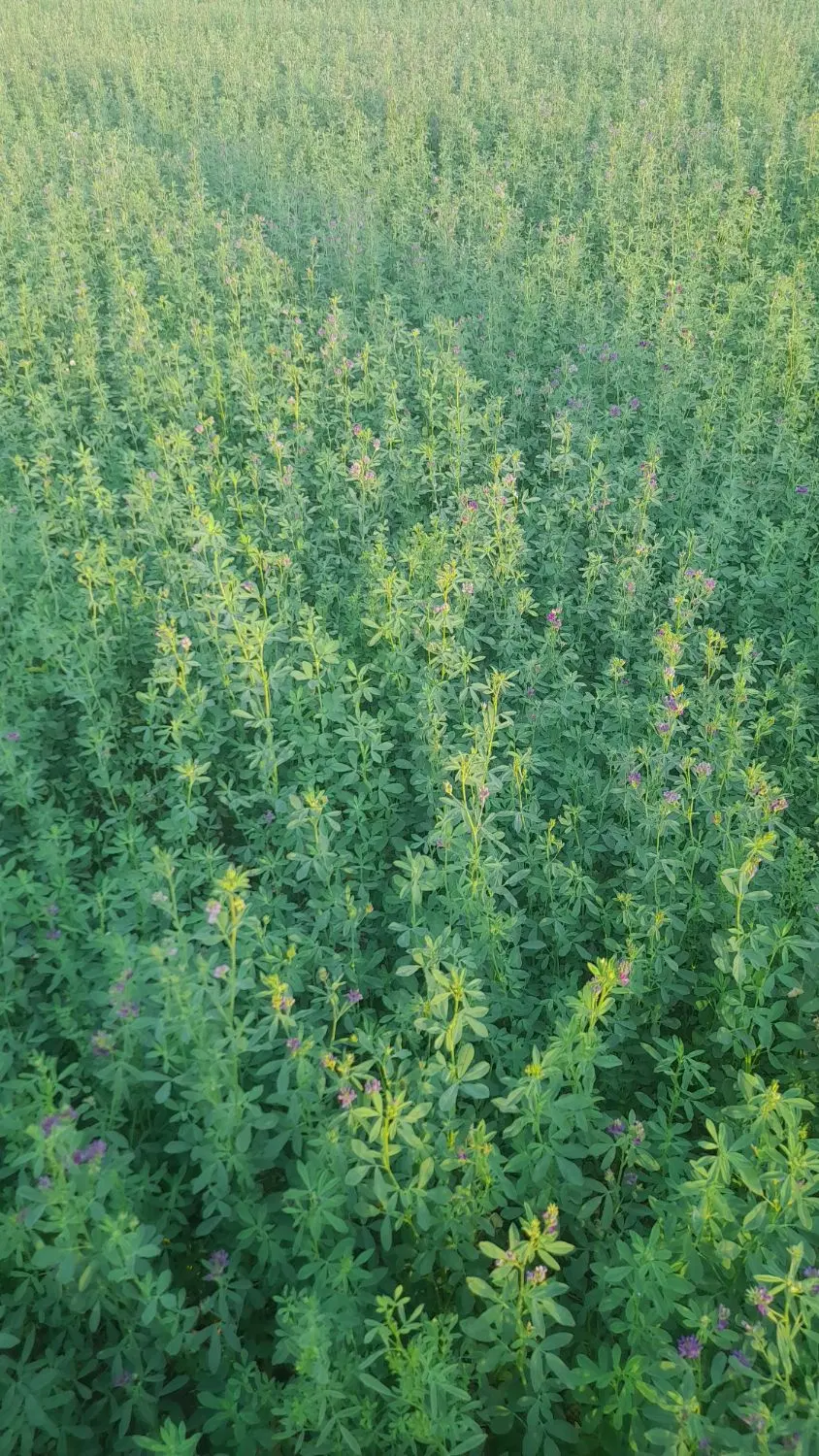 زمین برای خونه باغ