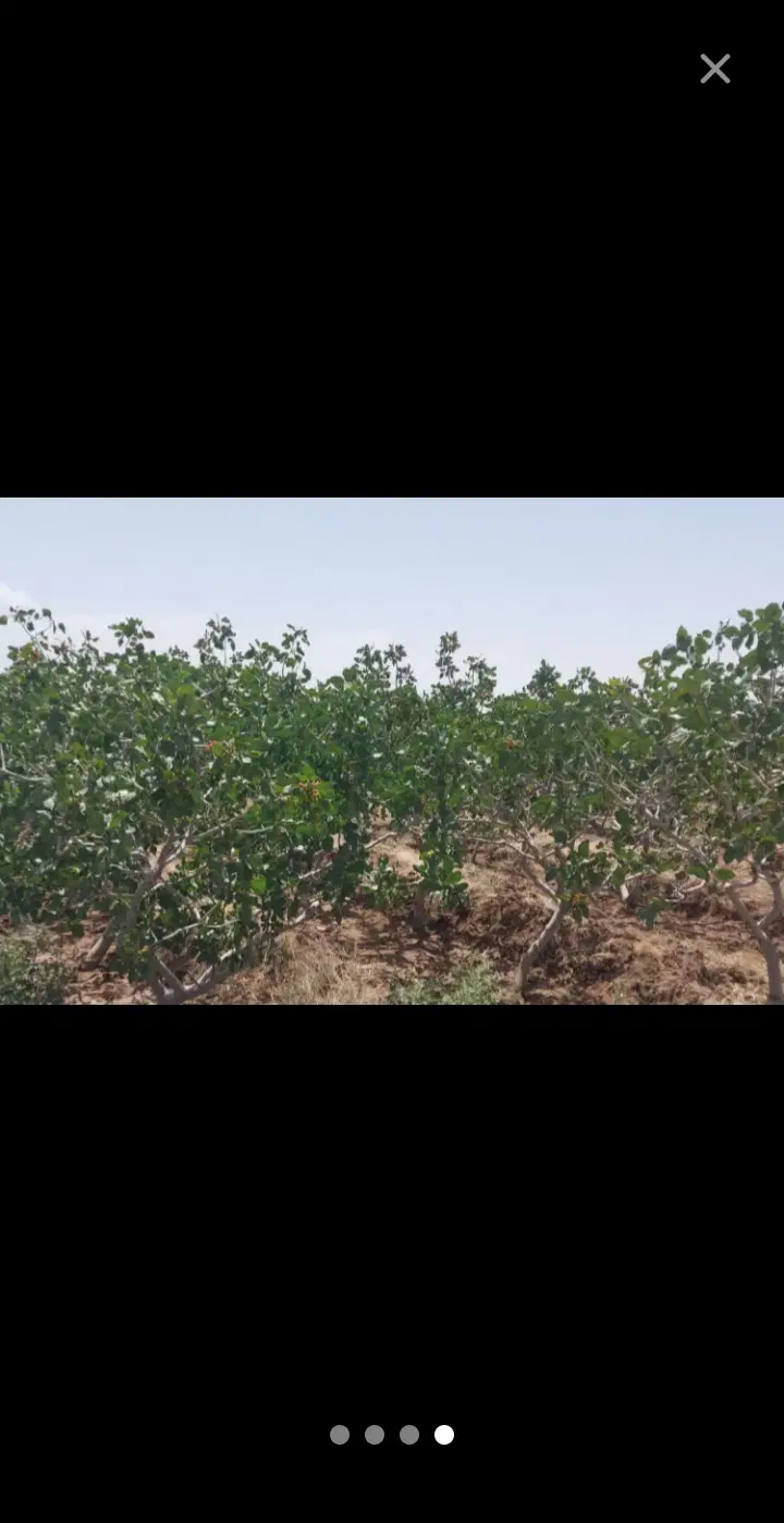 باغ پسته در اراضی کیزور