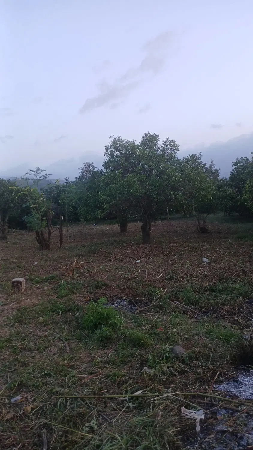 زمین باغی ۴۰۰ متری فرصت مناسب سرمایه‌گذاری