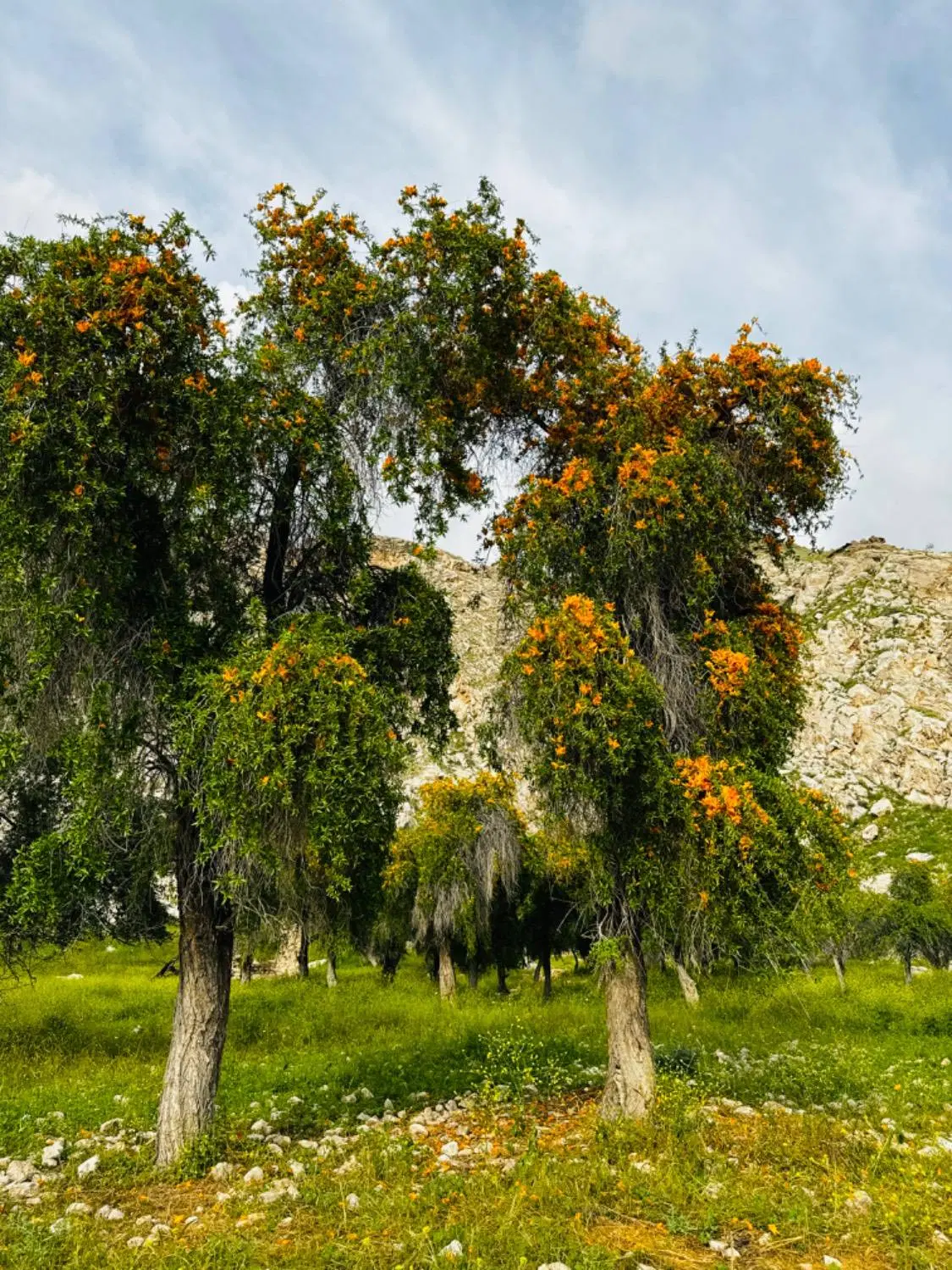 فروش زمین ۳۴۰ متری کوچه اول شهرک گلستان