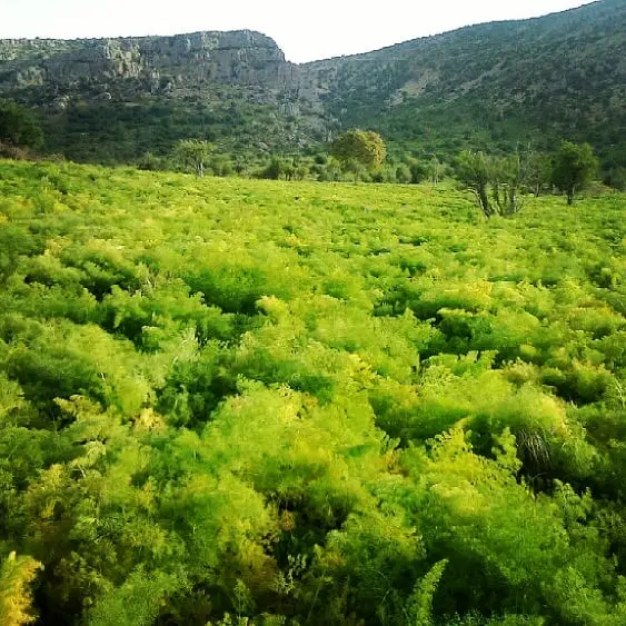 فروش زمین