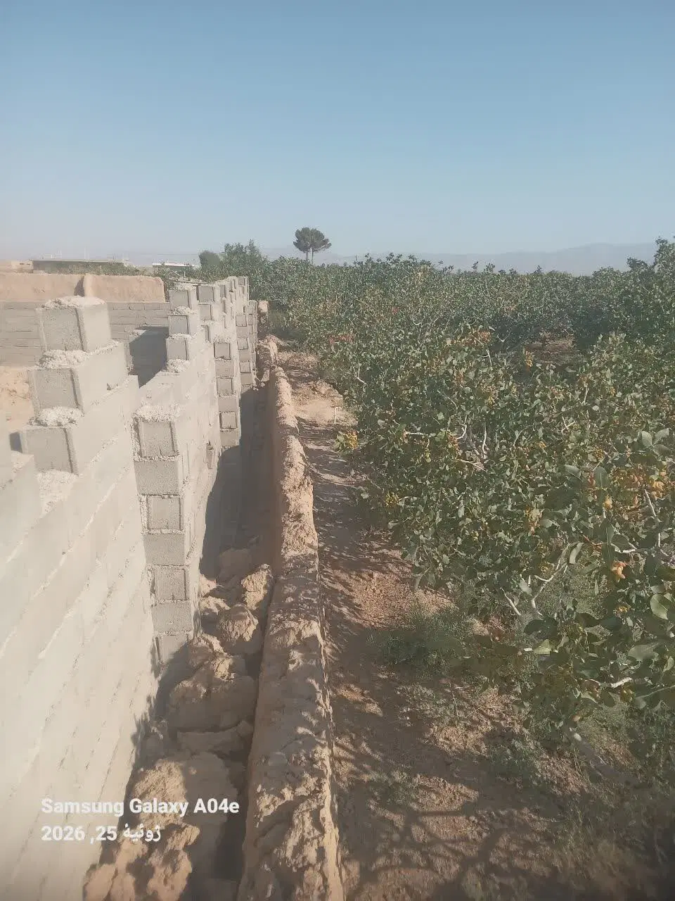 باغ پسته بسیار درجه یک