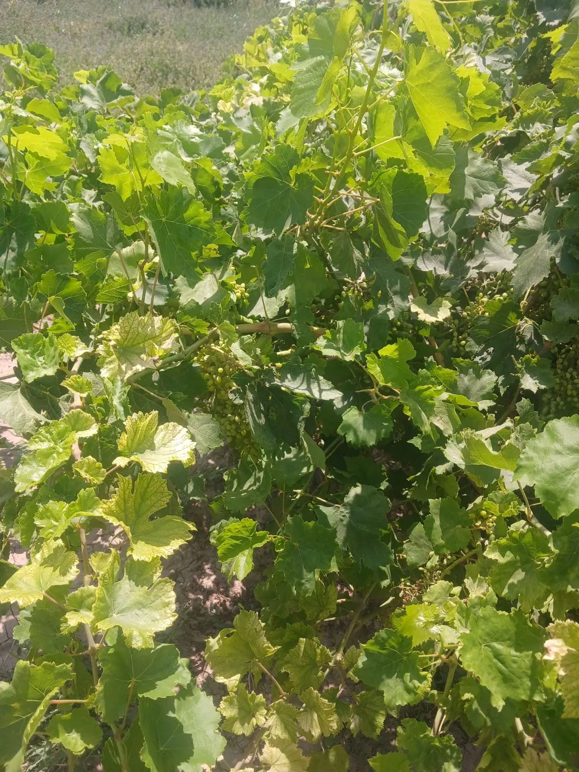 زمین ویلایی