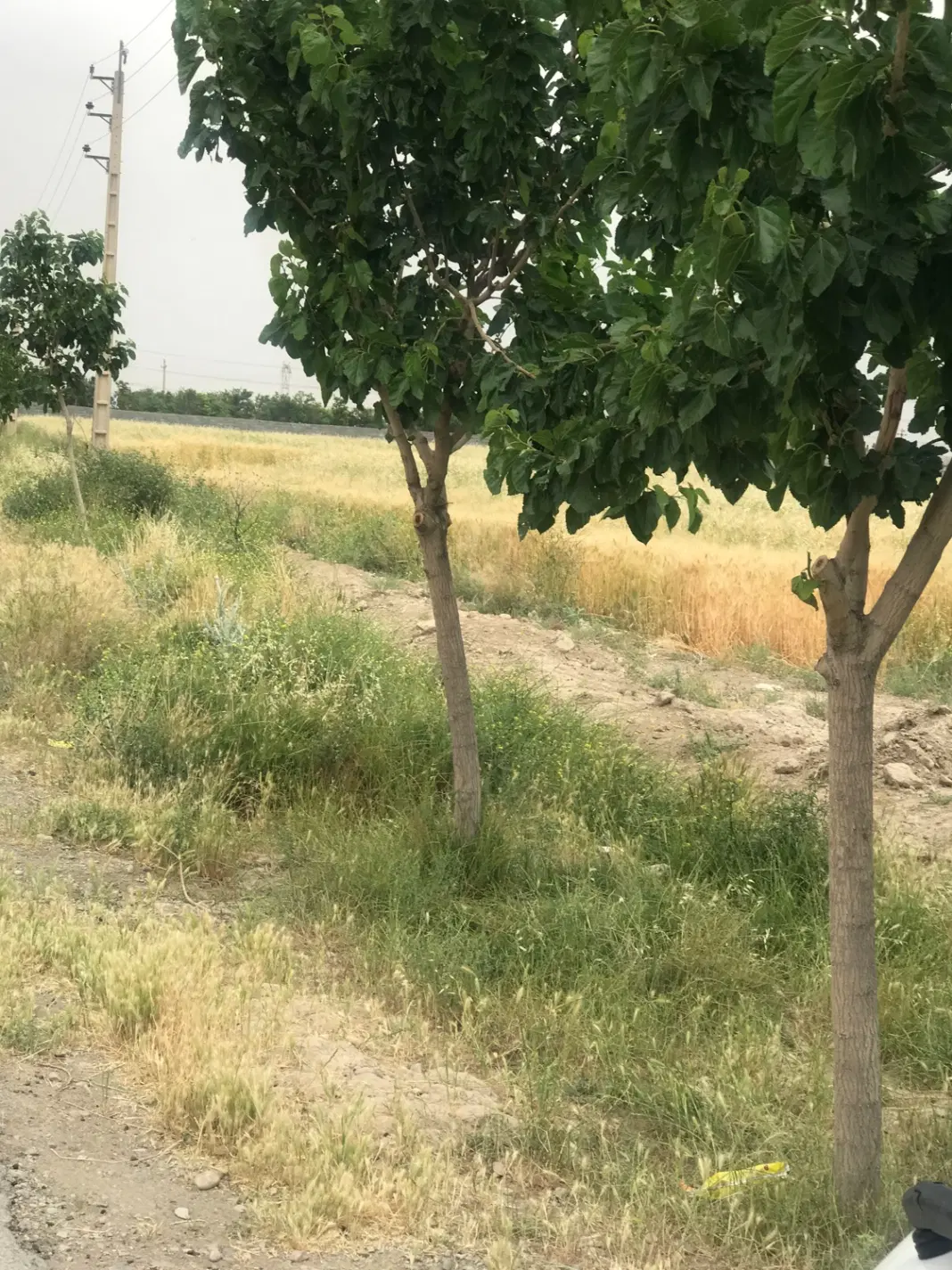 مشارکت در باغ ویلا